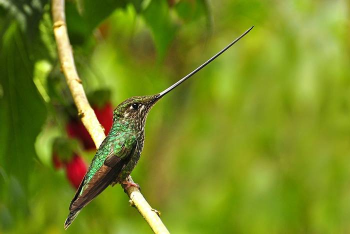 Sword-billed Hummingbird (Daniel Uribe)