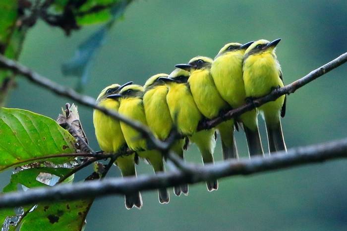 Lemon-browed Flycatchers Roosting by Christine Miller