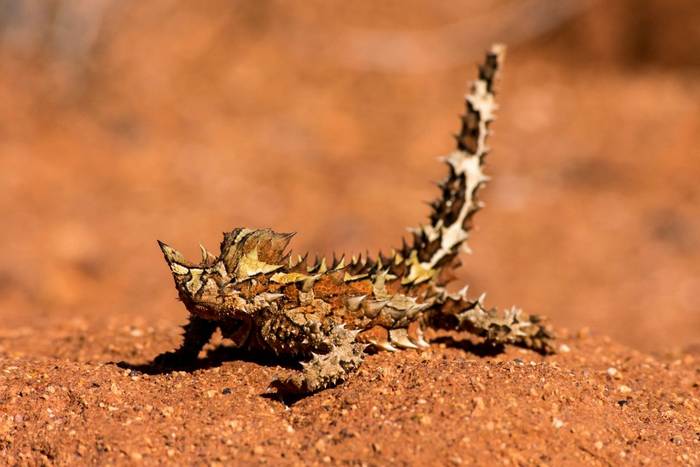 Thorny Devil (Australia) shutterstock_1018998451.jpg