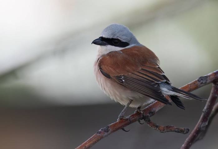 Red-backed Shrike © Chris Griffin, May 2025.jpg