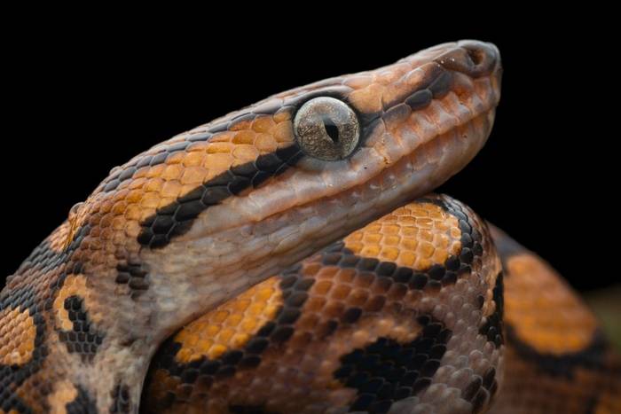 Rainbow Boa (Epicrates cenchria) © Sandro Perez Veltman