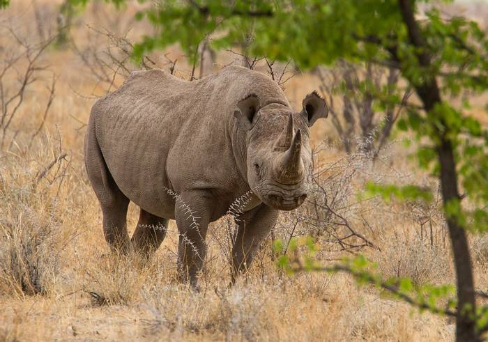black rhinoceros (Simon Shore)