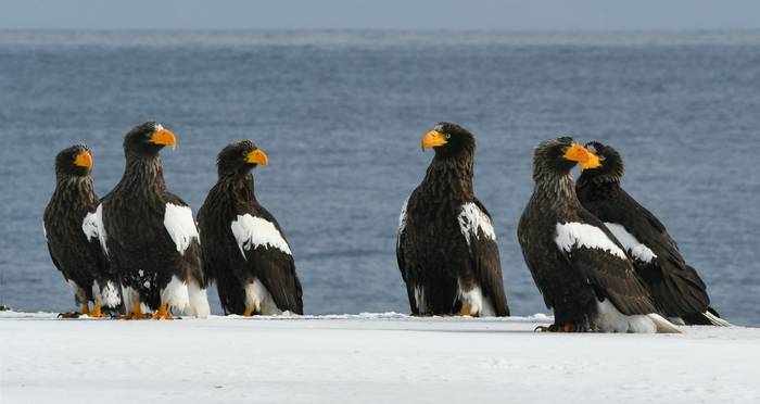 Steller's Sea Eagles