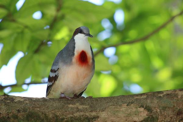 Luzon Bleeding-heart Dove, Philippines shutterstock_1493510273.jpg