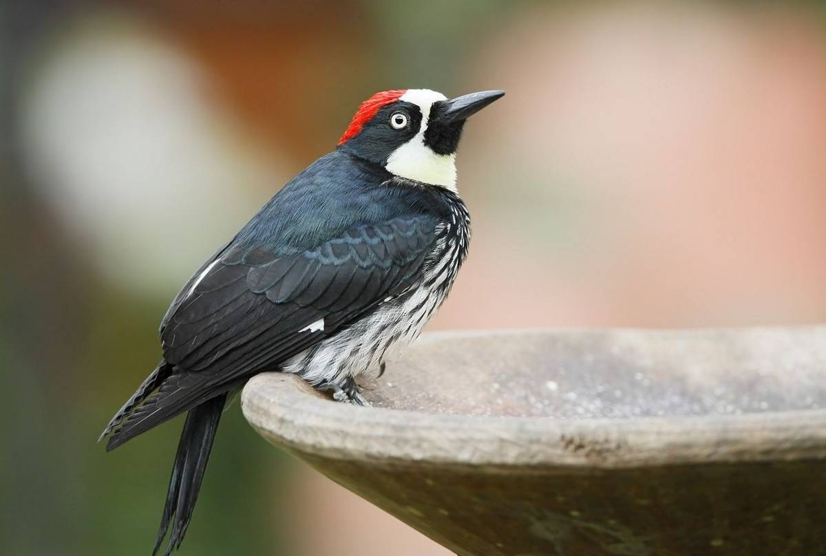 Acorn Woodpecker (Kevin Elsby)