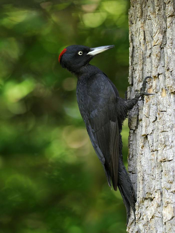 Black Woodpecker, Germany