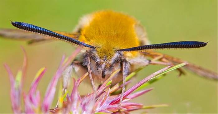 Narrow-bordered Bee Hawkmoth (Ron Brown)