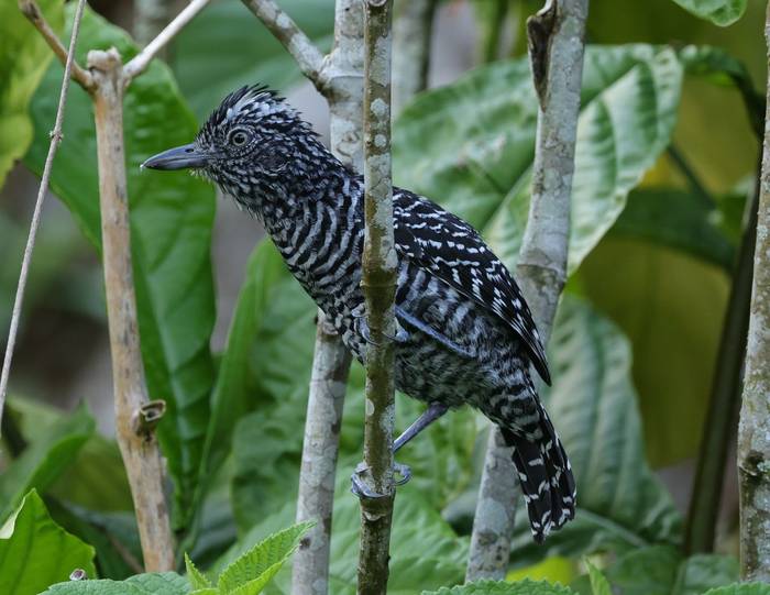 Barred Antshrike 1, Asa Wright Centre, Trinidad © John Moseley