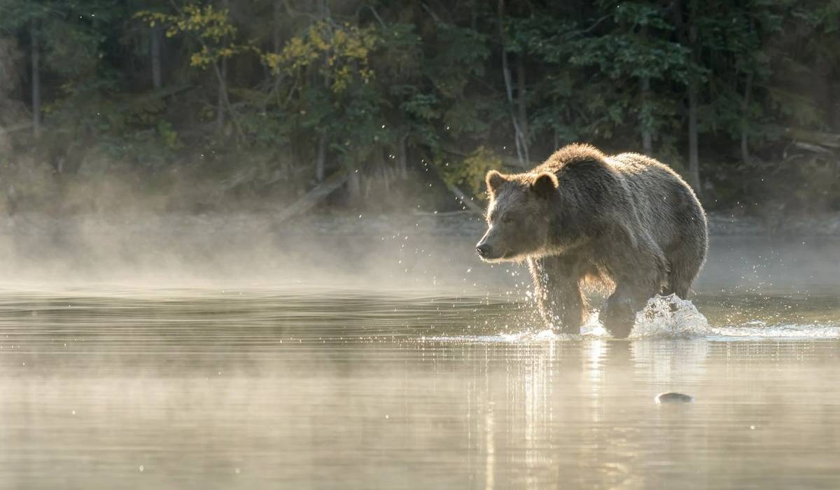 Writing Competition: Spirit Bears, Grizzlies & Humpbacks – Cruising Canada’s Great Bear Rainforest