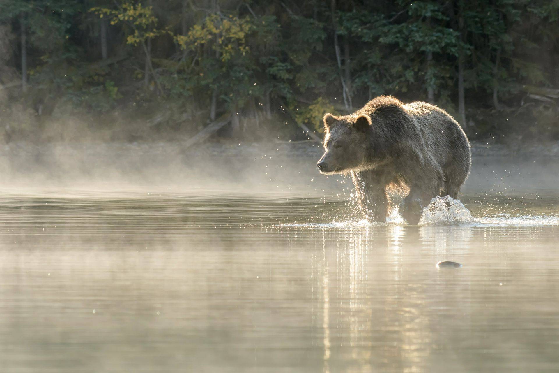 Writing Competition: Spirit Bears, Grizzlies & Humpbacks – Cruising Canada’s Great Bear Rainforest