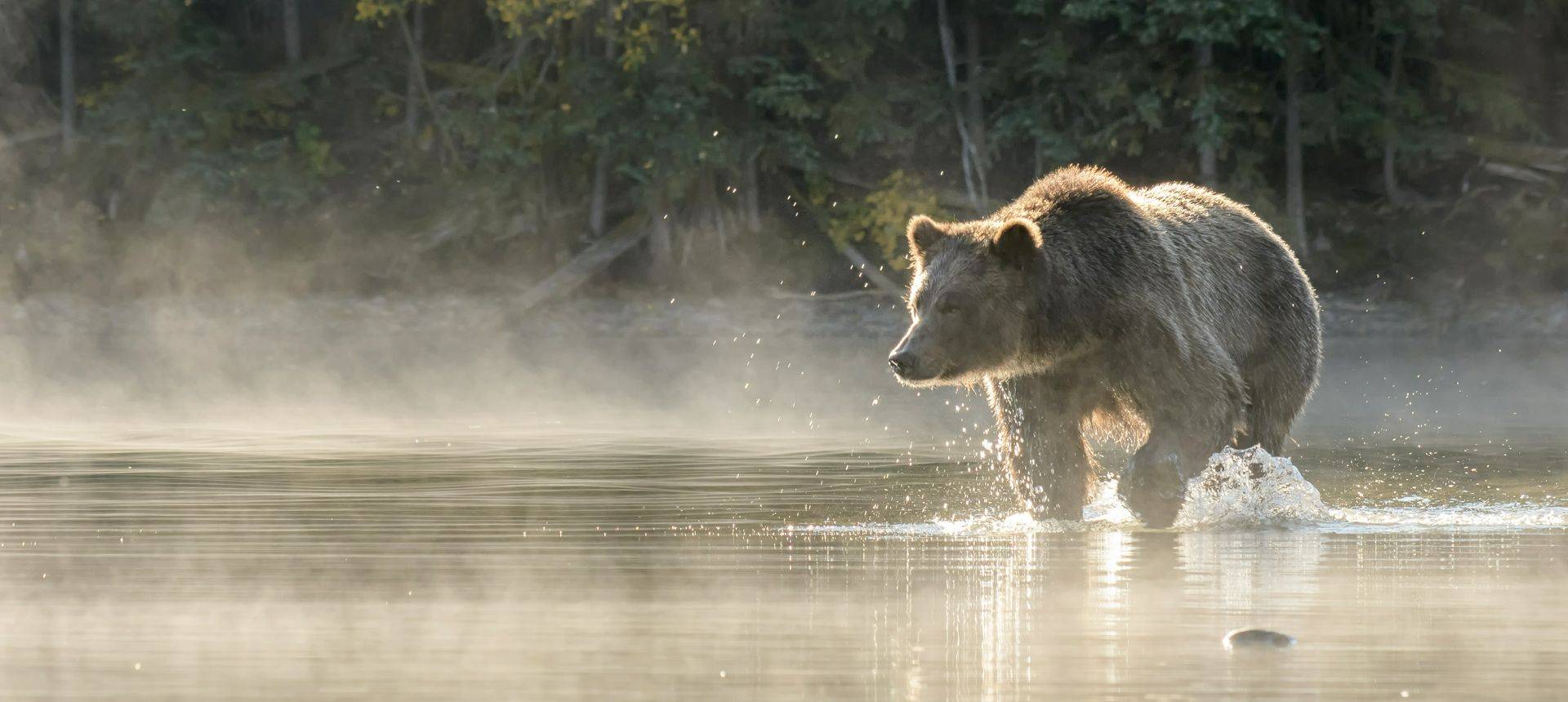 Writing Competition Page, Brown Bear