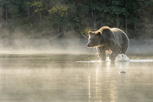 British Columbia - From the Rockies to Vancouver - Naturetrek