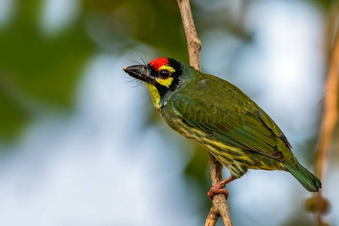 Coppersmith Barbet