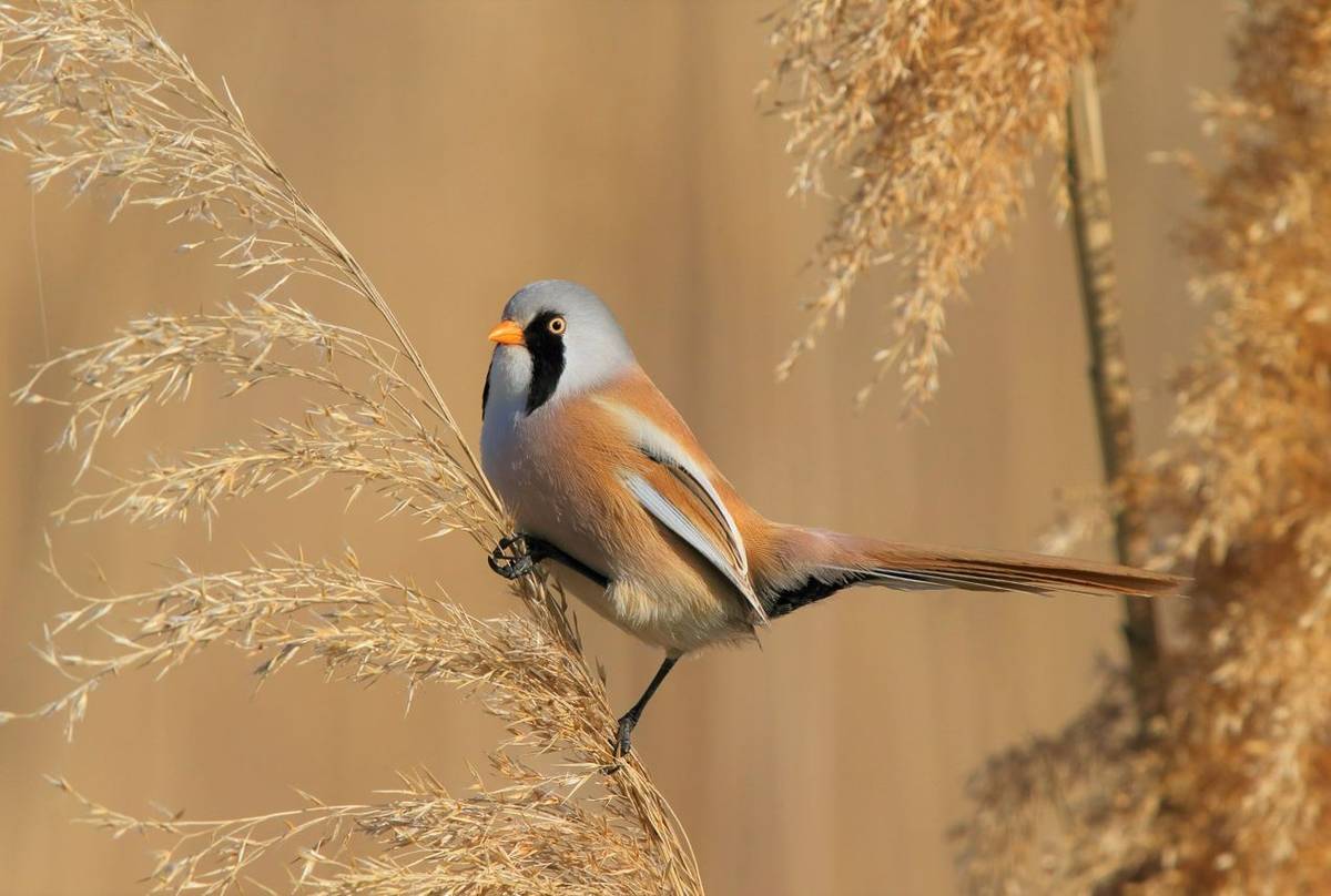 Bearded Tit shutterstock_392783290.jpg