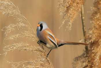 Bearded Tit shutterstock_392783290.jpg