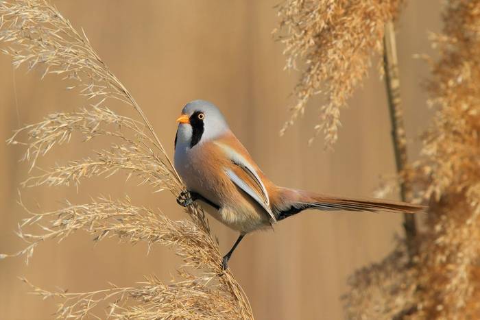 Bearded Tit shutterstock_392783290.jpg