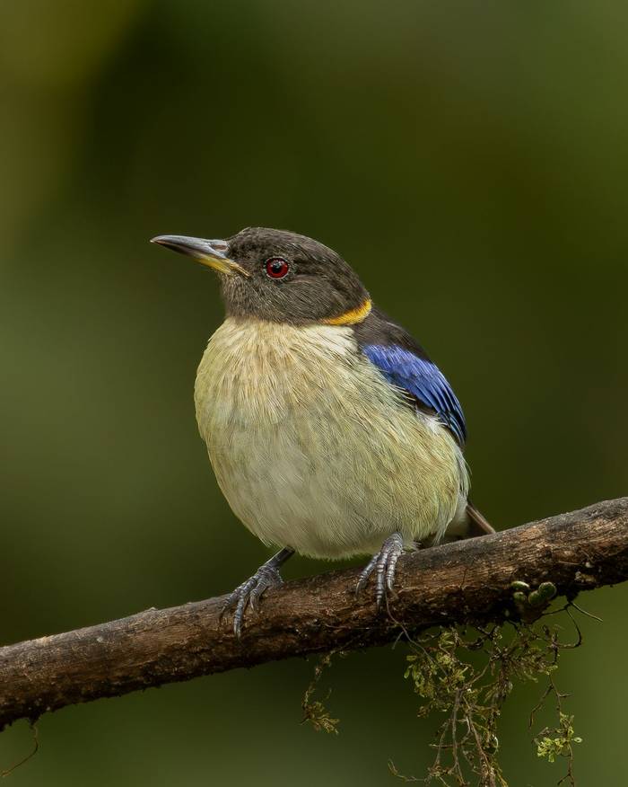 Golden collared Honeycreeper © Francisco Munoz.jpg