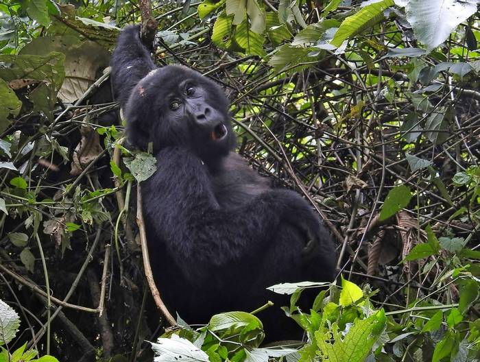 Gorilla in Bwindi NP © Dorril Polley