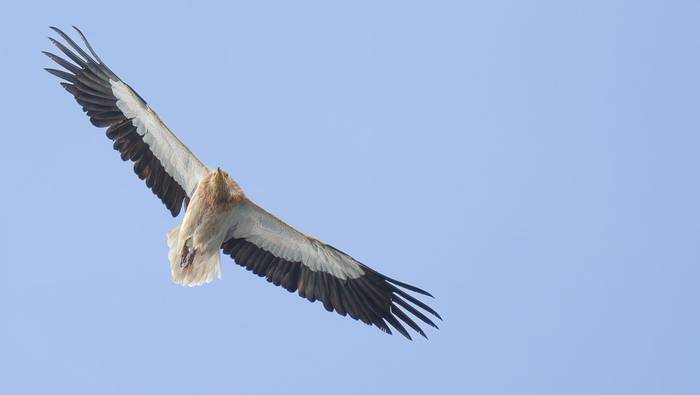 Egyptian Vulture (Simon Tonkin))
