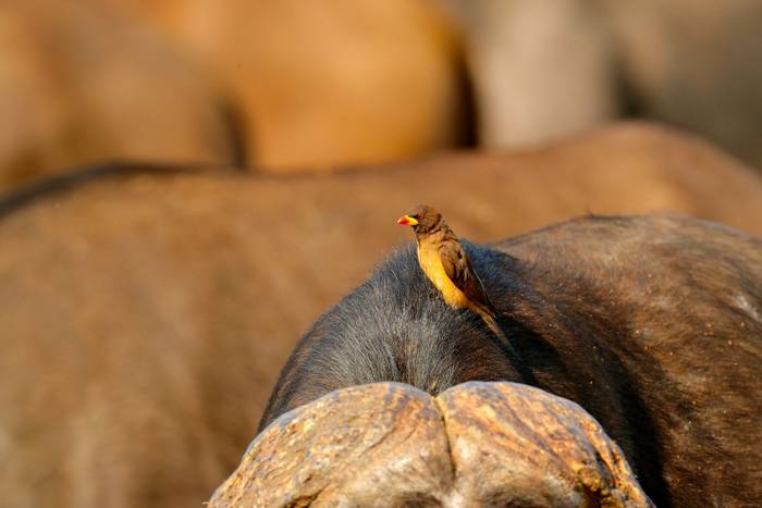 Yellow-billed Oxpecker, Kruger National Park, South Africa shutterstock_1107592610.jpg