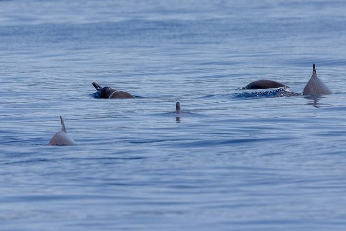 Sowerby's Beaked Whales (Sara Frost).jpg