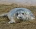 Grey Seal on a Grass Dune. 