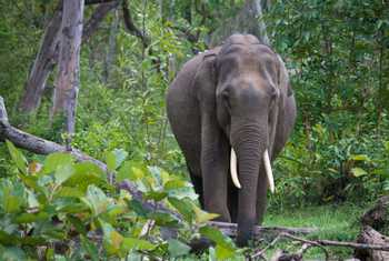 Indian Elephant, Nagarhole National Park