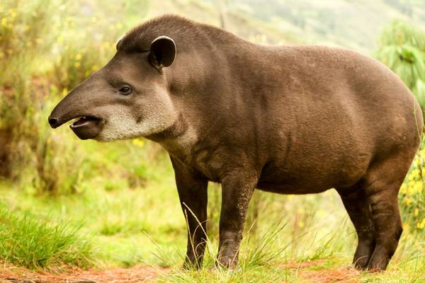 Mountain Tapir shutterstock_1669487578.jpg