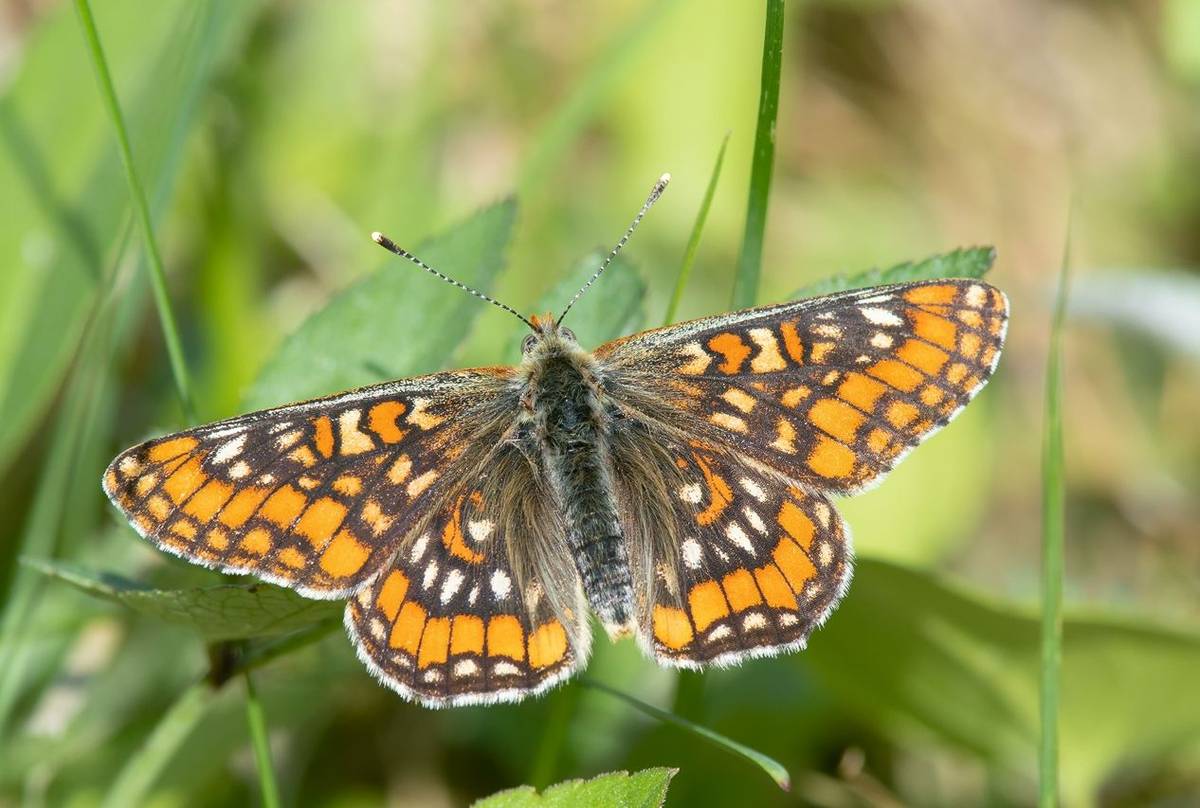 P19 Poland Scarce Fritillary Shutterstock 1111661084