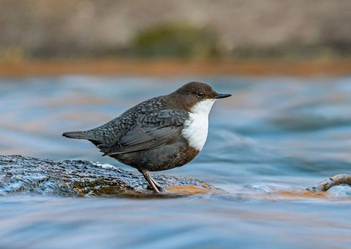 Dipper shutterstock_1657578130.jpg