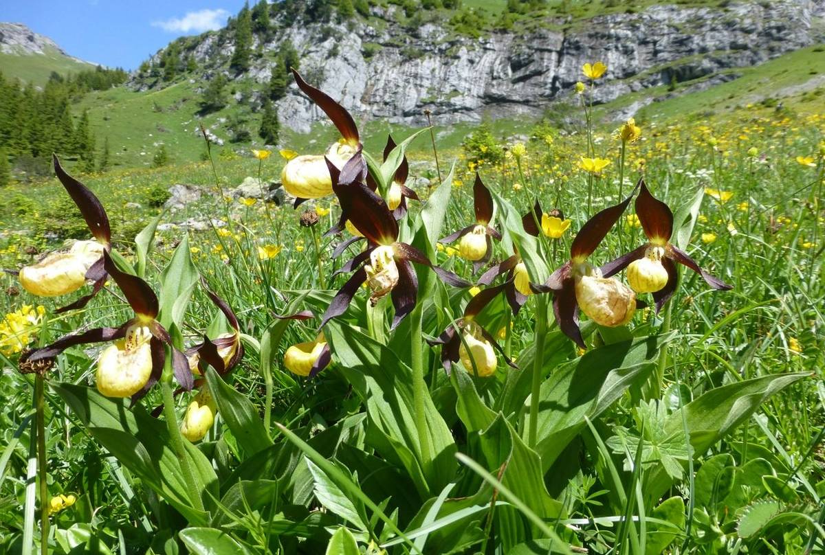 Lady's Slipper Orchid (Kerrie Porteous)