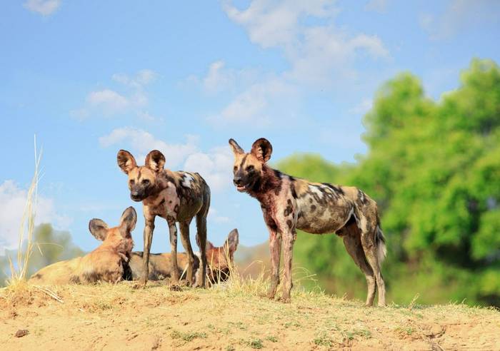African Wild Dogs shutterstock_792855769.jpg