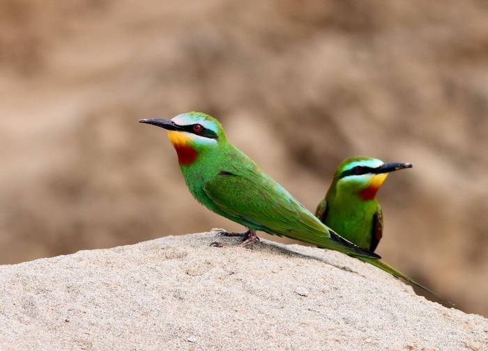 Blue-cheeked Bee Eater