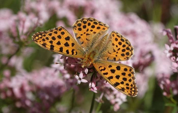 Queen of Spain Fritillary © Martin Pitt, June 2026 tour.JPG