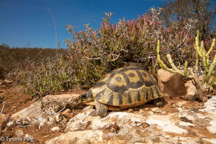 Angulate Tortoise (Chersina angulata) © Tyrone Ping