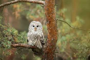 Ural Owl Shutterstock 502430098