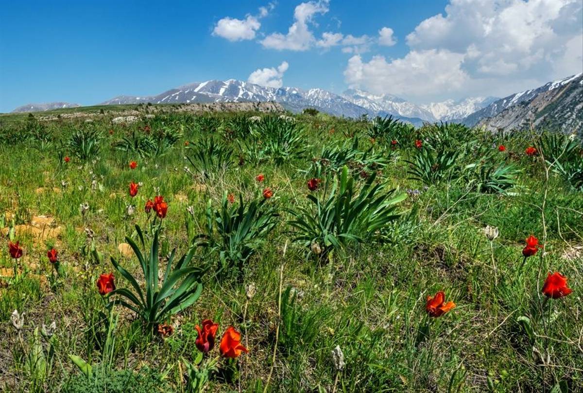 Tulipa gregorii © Russell Scott