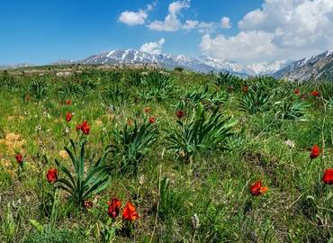 The Tulip Meadows of Kazakhstan's Steppes & Tien Shan Mountains