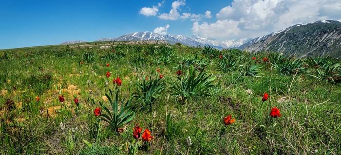 Tulipa gregorii © Russell Scott