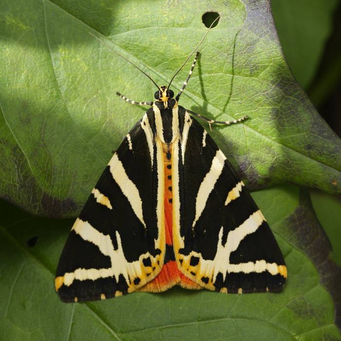 Jersey Tiger, Josh Phangurha