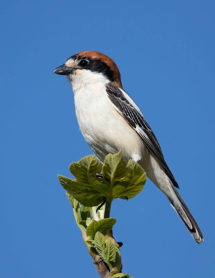 Woodchat Shrike © Chris Griffin, March 2022