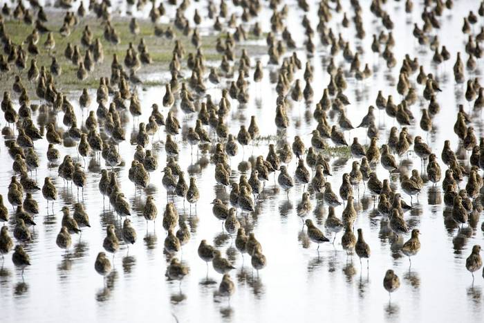 Golden Plover shutterstock_409183717.jpg