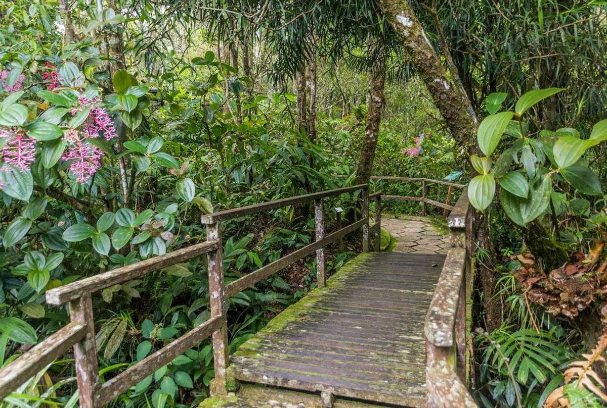 Walkway, Kinabalu National Park