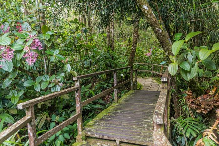 Walkway, Kinabalu National Park