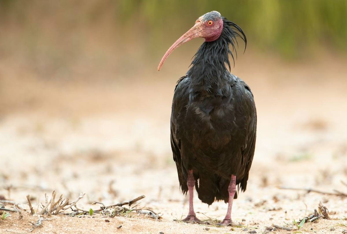 Bald Ibis © Chris Griffin, March 2022
