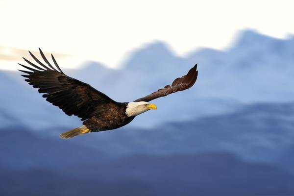 Bald Eagle