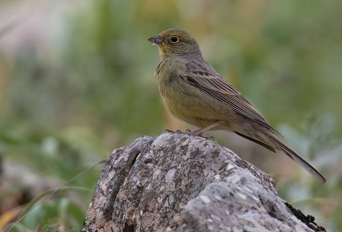 Cinereous Bunting © Chris Griffin, May 2025 1.jpg