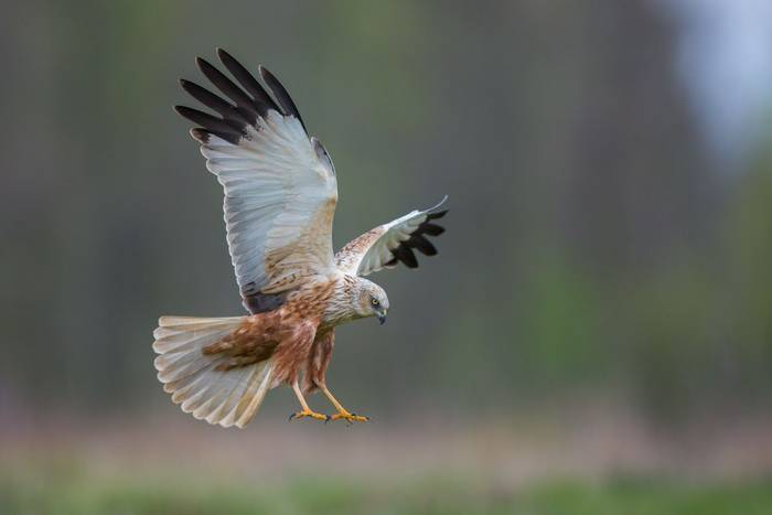 Marsh Harrier shutterstock_640629436.jpg