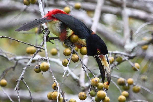 Aracari (Peter Dunn)