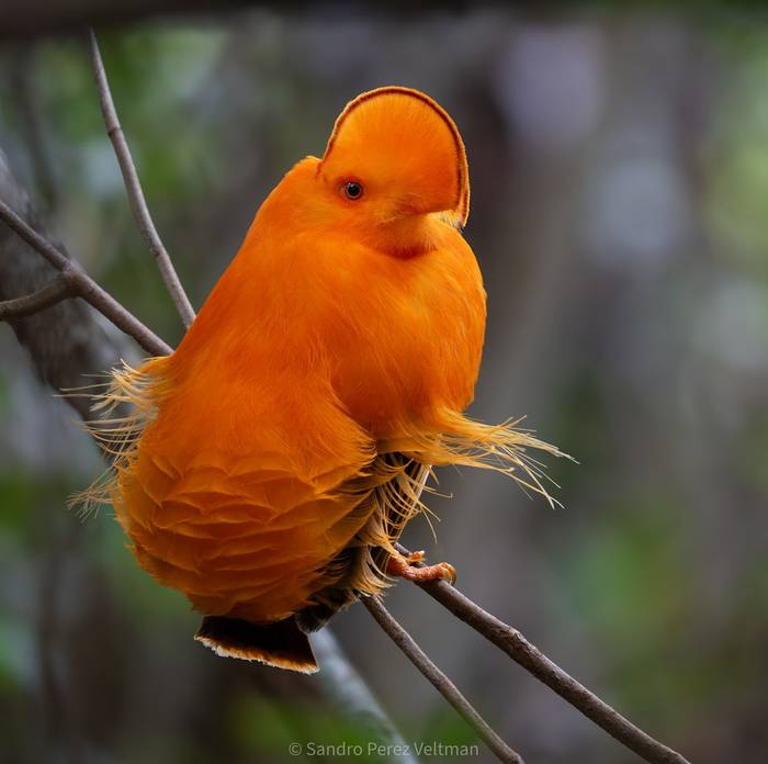 Guianan Cock-of-the-rock © Sandro Perez Veltman